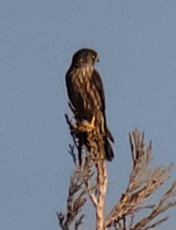 Boz Doğan - ML629186602