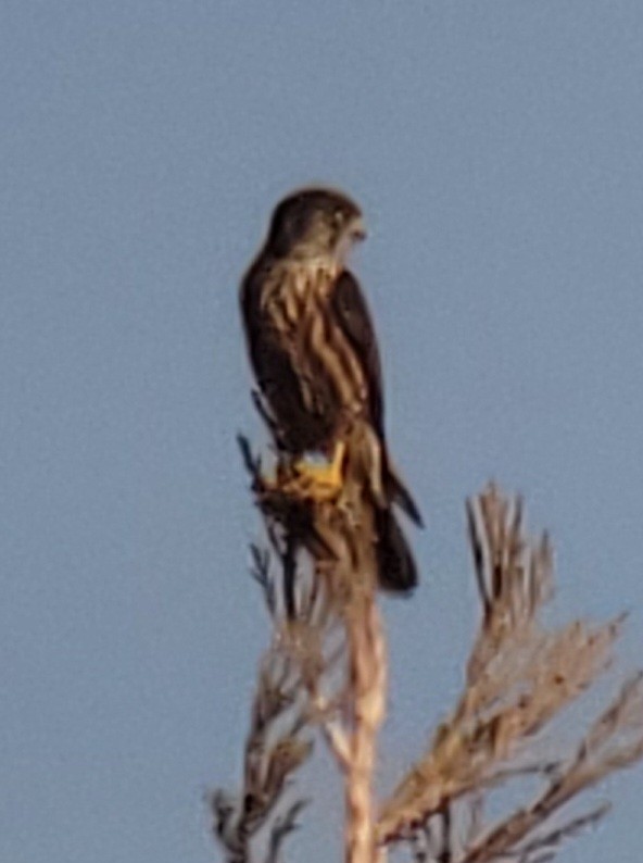 Boz Doğan - ML629186603