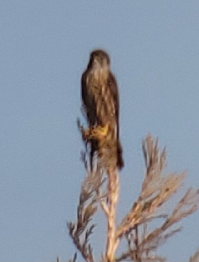 Boz Doğan - ML629186604