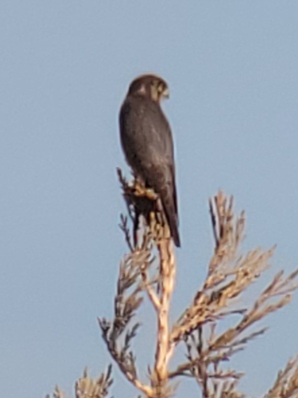 Boz Doğan - ML629186605