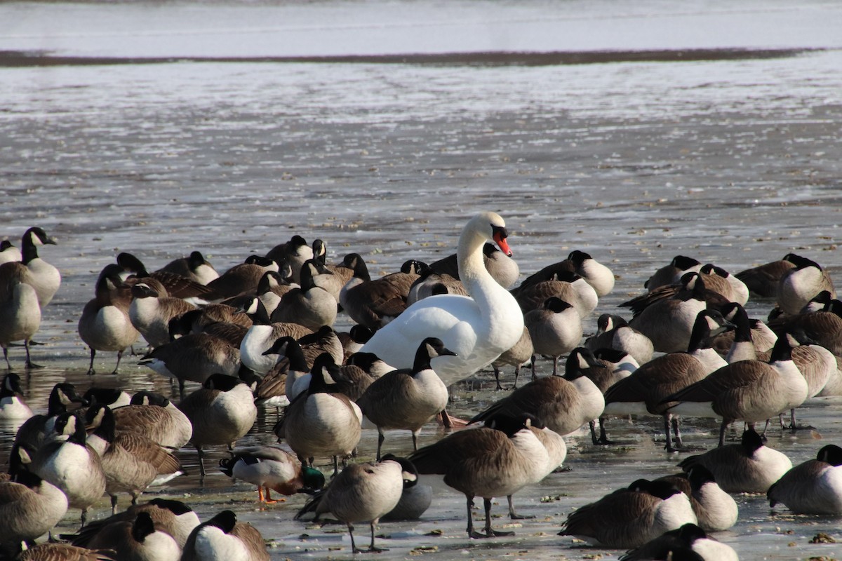 ברבור מצוי - ML629186624