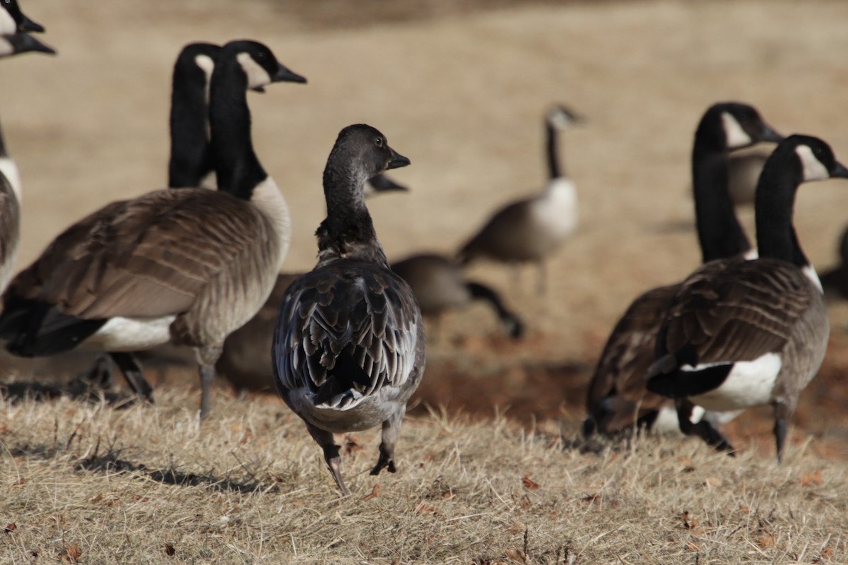 אווז שלג - ML629186714