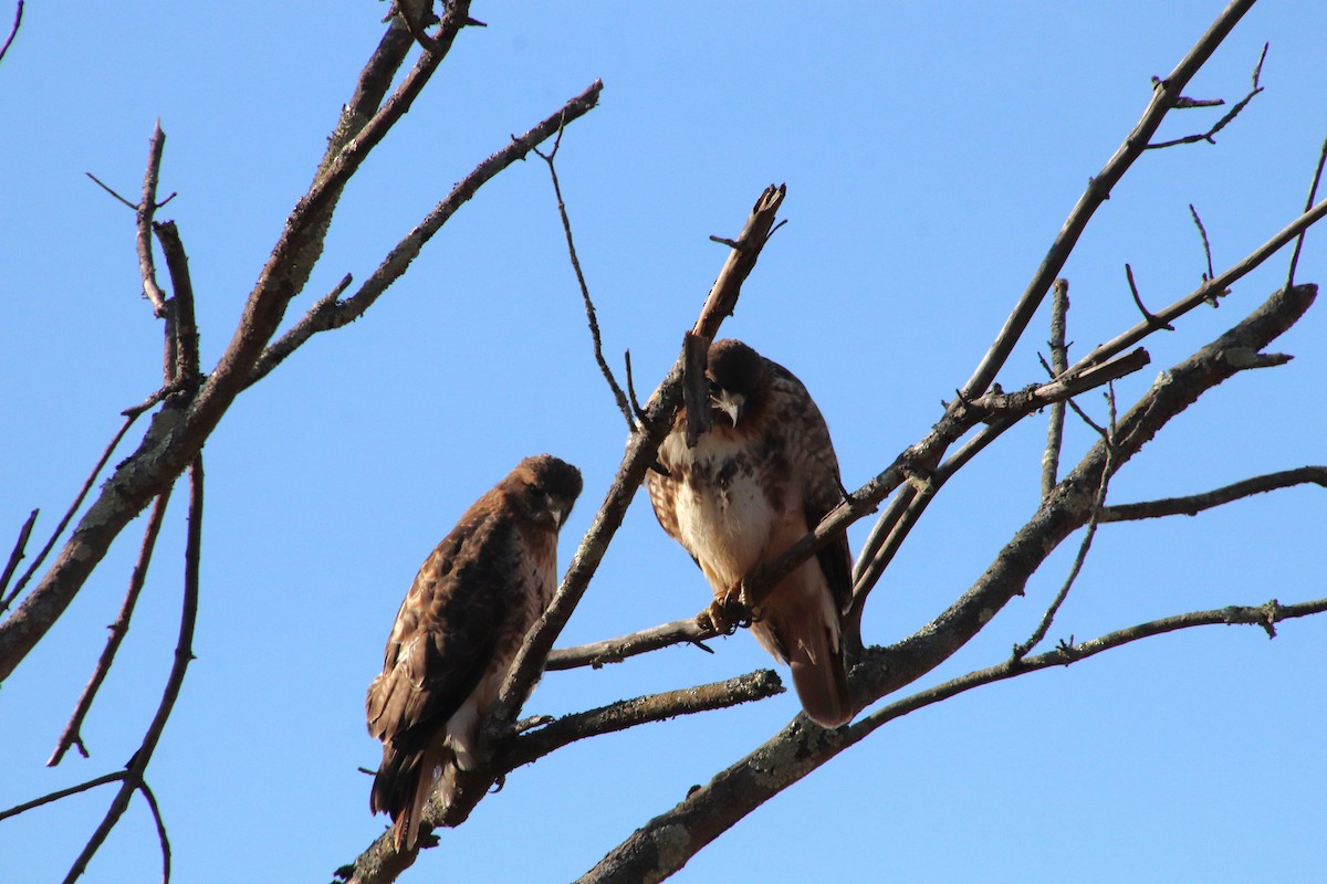 Red-tailed Hawk - ML629186762