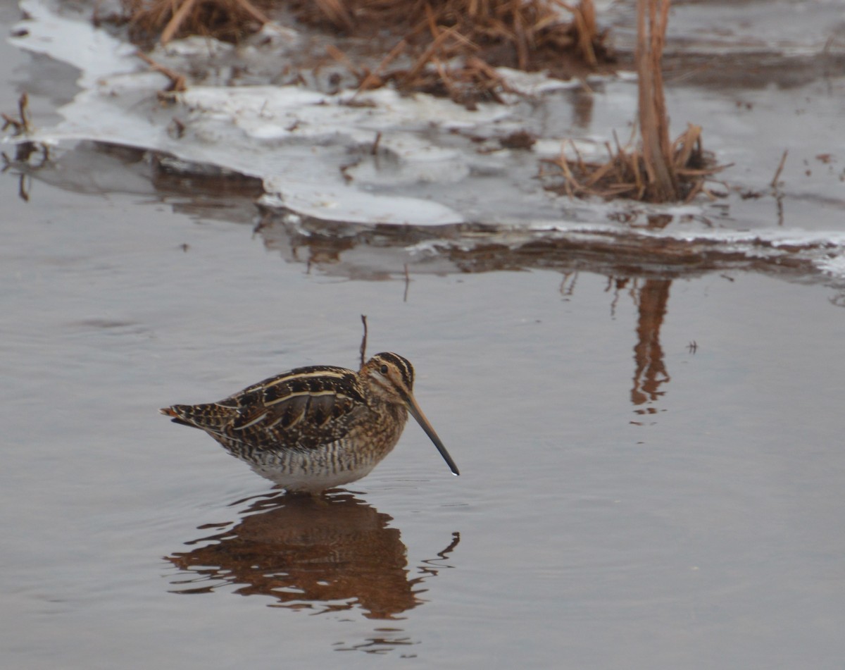 Wilson's Snipe - ML629187124