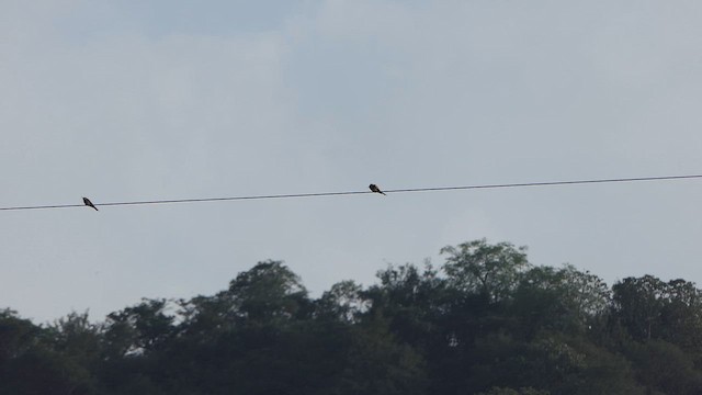 European Bee-eater - ML629187164
