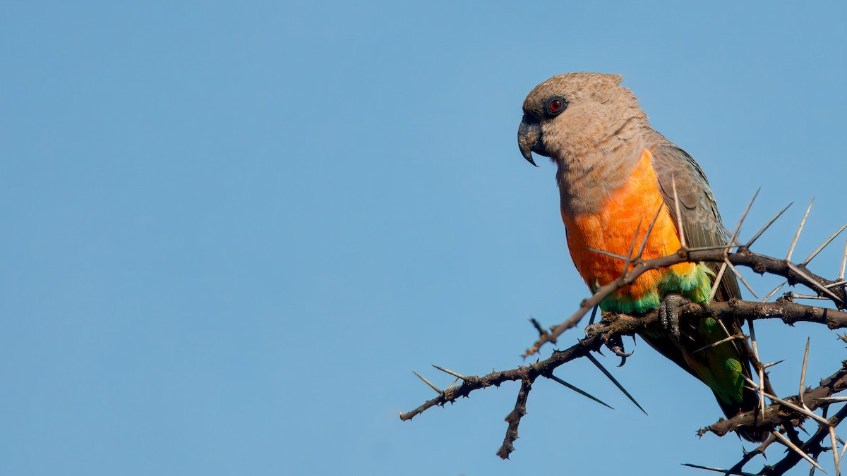 Red-bellied Parrot - ML629187226