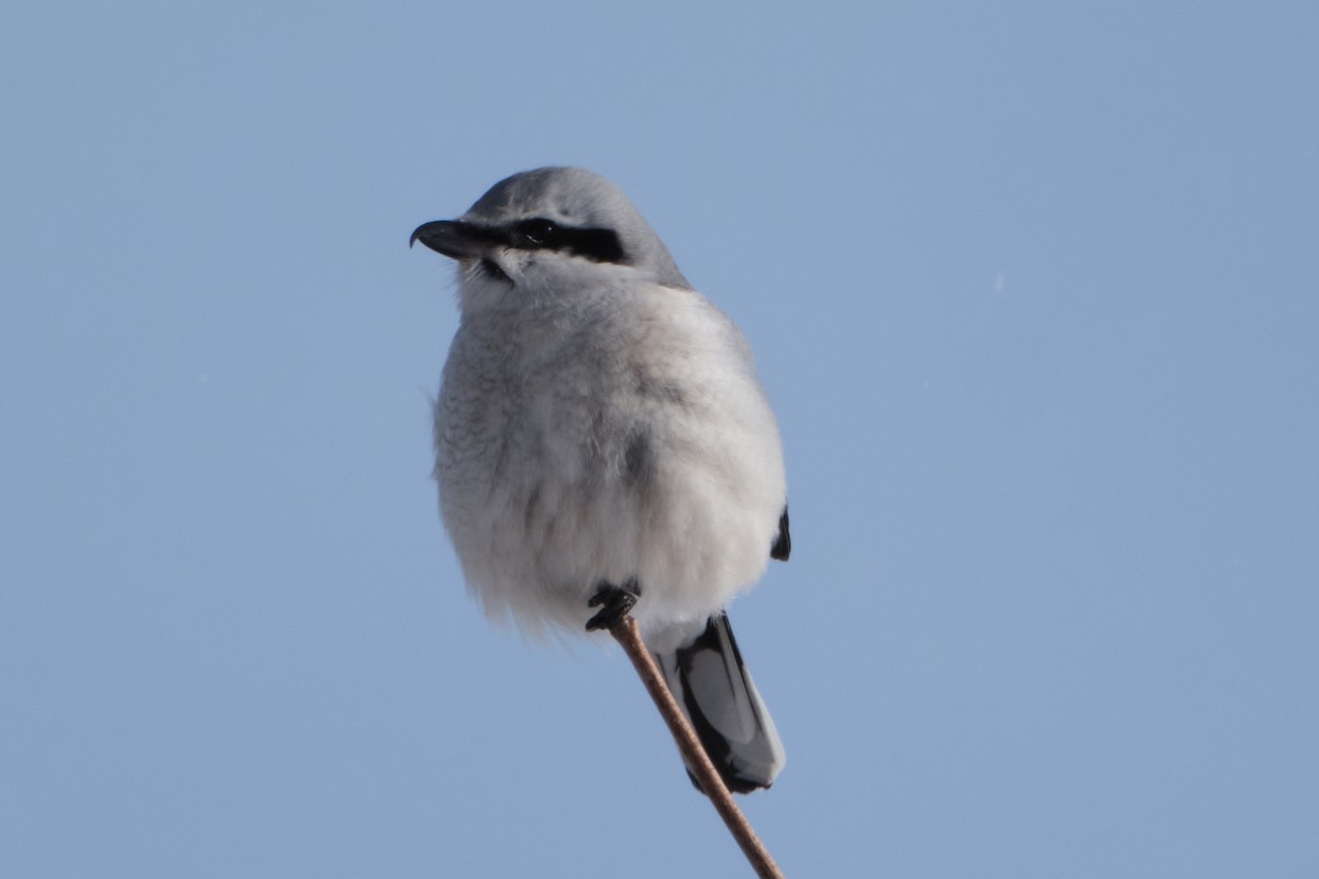 Northern Shrike - ML629187382
