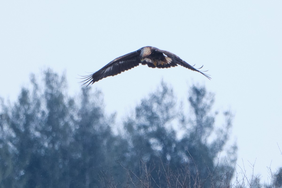 Golden Eagle - ML629187387