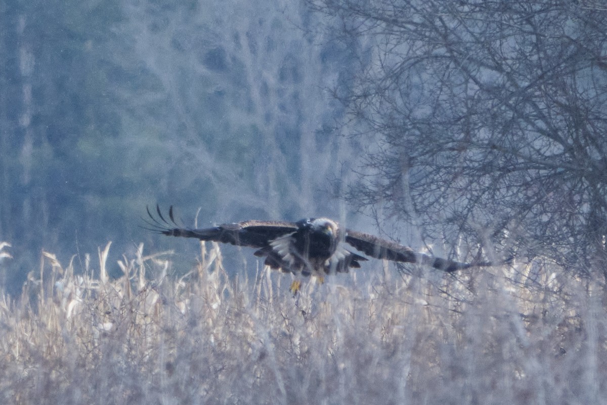 Golden Eagle - ML629187388