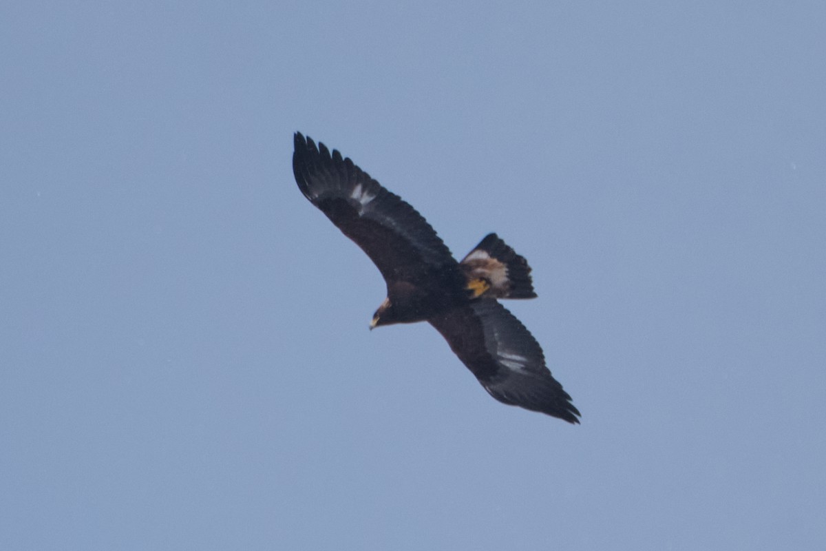 Golden Eagle - ML629187416