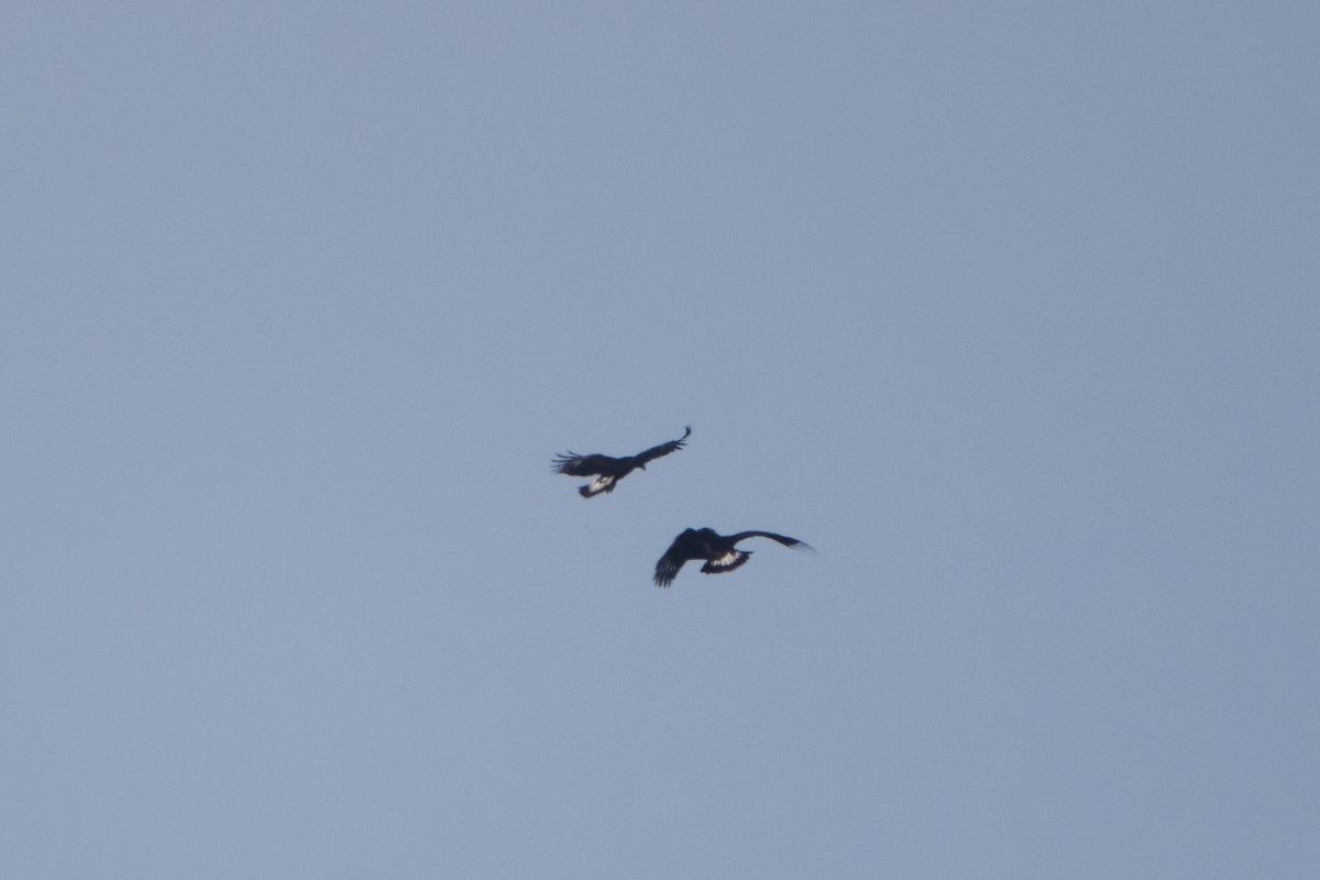 Golden Eagle - ML629187417