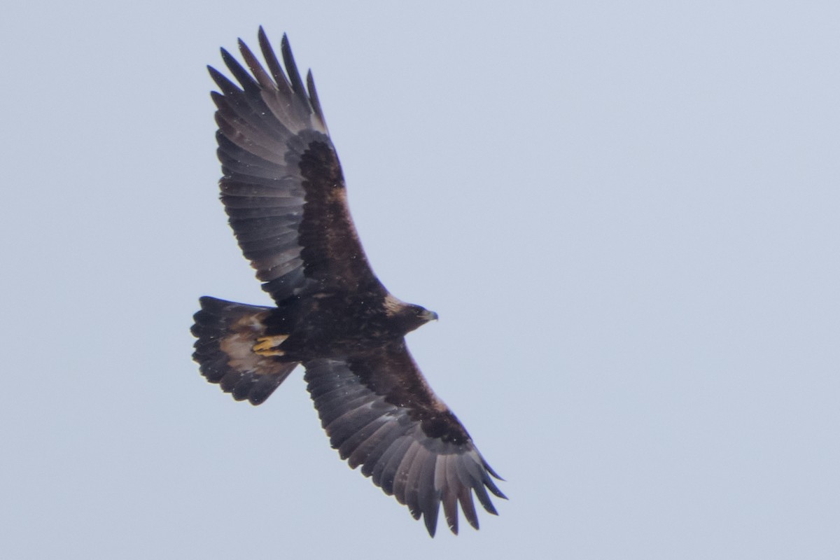 Golden Eagle - ML629187452