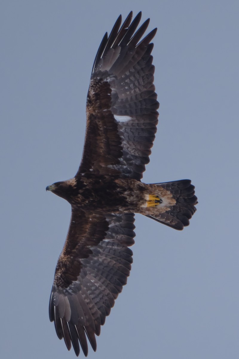 Golden Eagle - ML629187454
