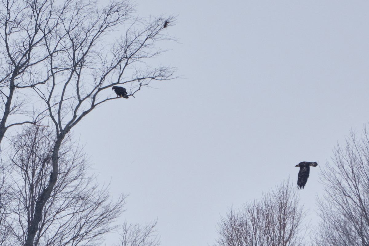 Golden Eagle - ML629187455