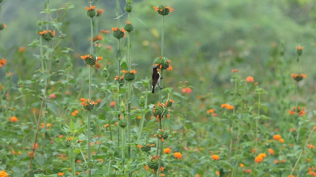 Purple-rumped Sunbird - ML629187495