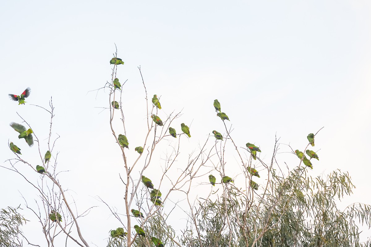 White-fronted Amazon - ML629187600