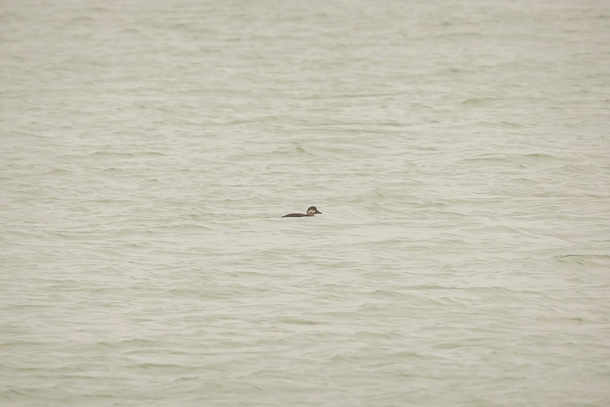 Black Scoter - ML629187647