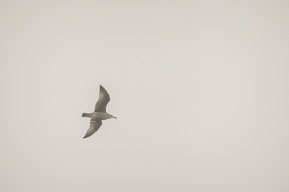 American Herring Gull - ML629187650