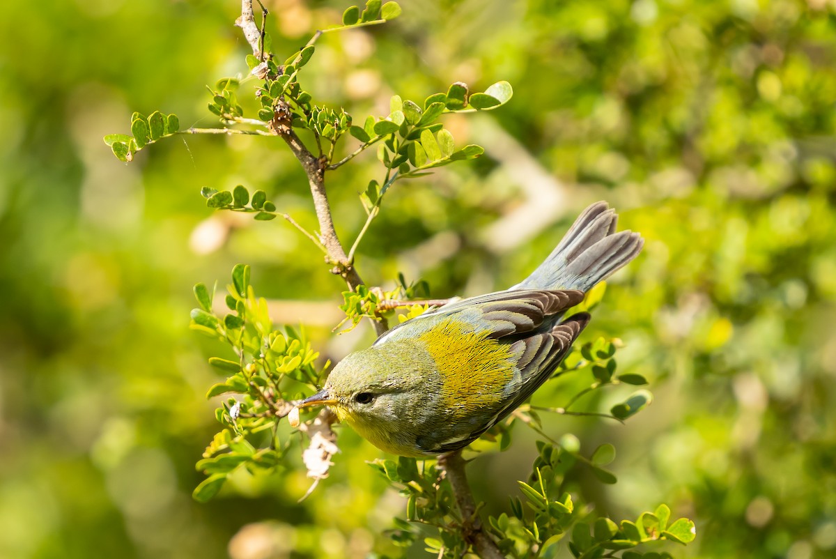 Northern Parula - ML629187692
