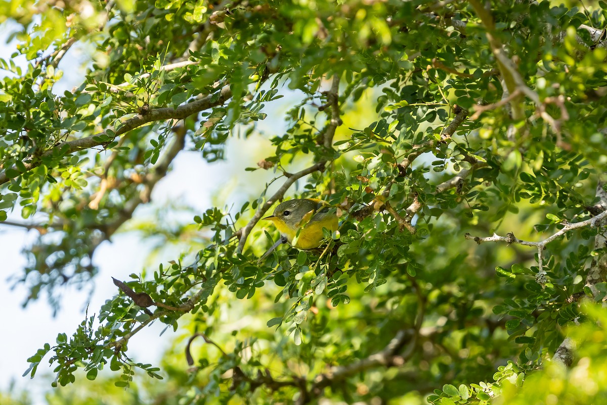 Northern Parula - ML629187693