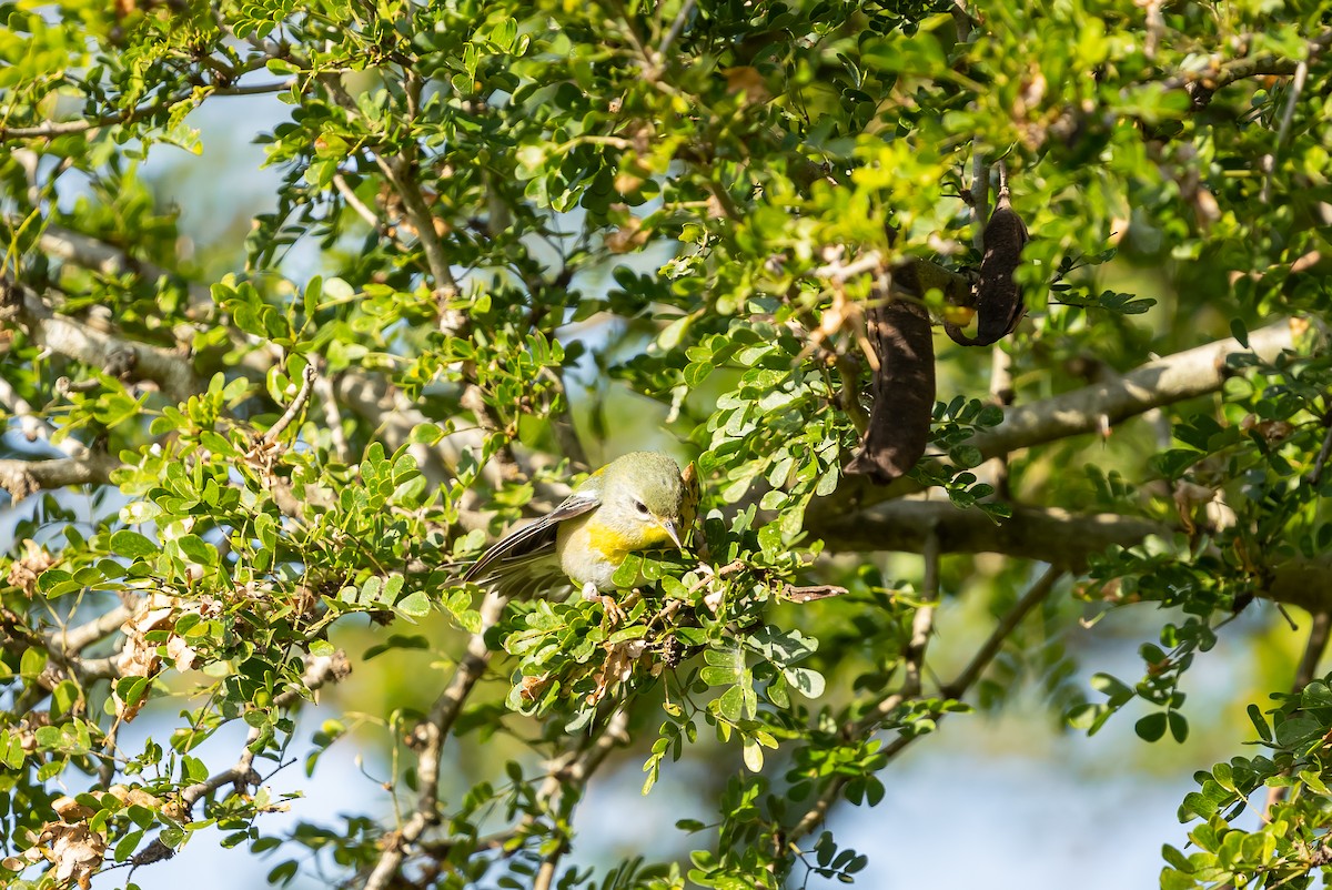 Northern Parula - ML629187694
