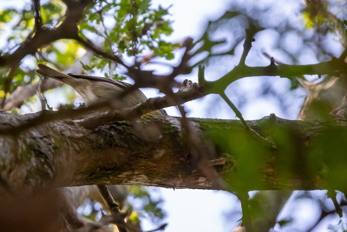 Pine Warbler - ML629187699