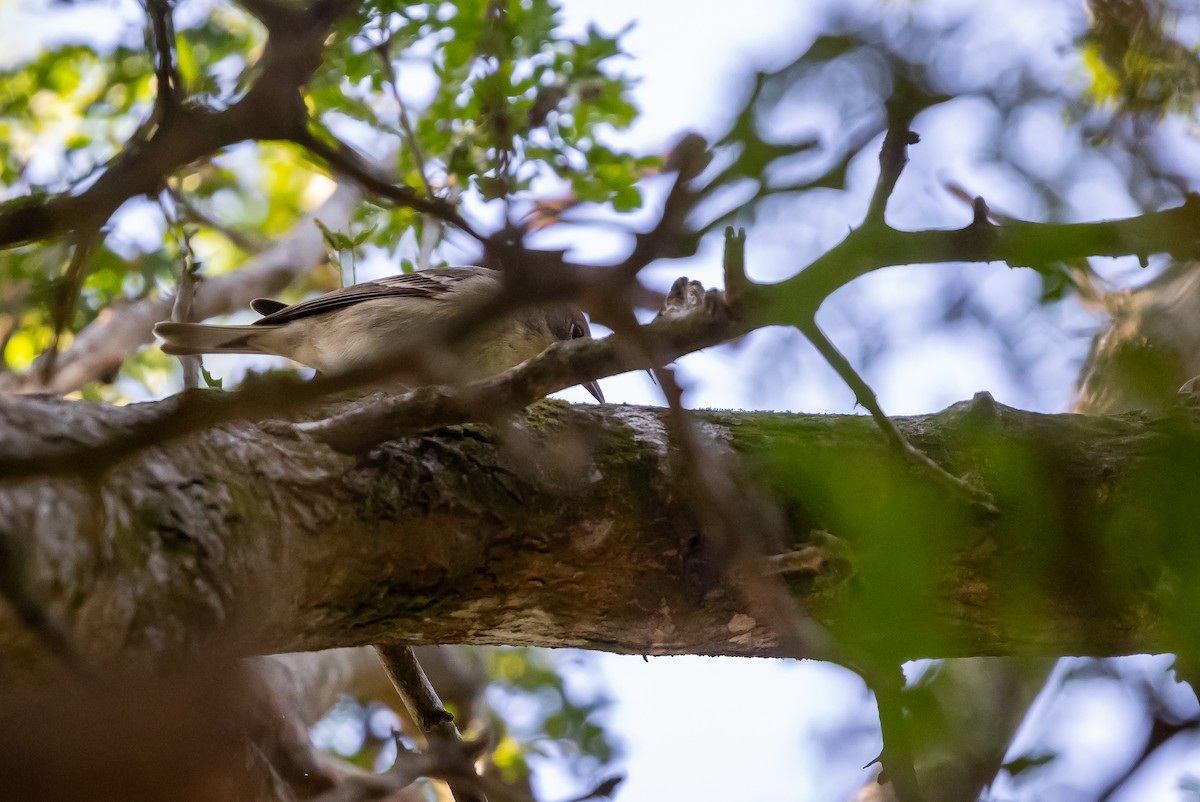 Pine Warbler - ML629187700