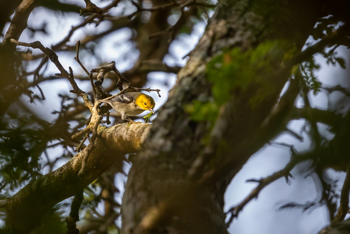 Hermit Warbler - ML629187717