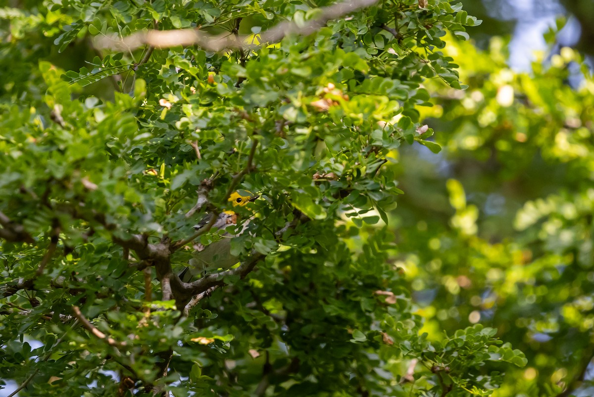 Hermit Warbler - ML629187718