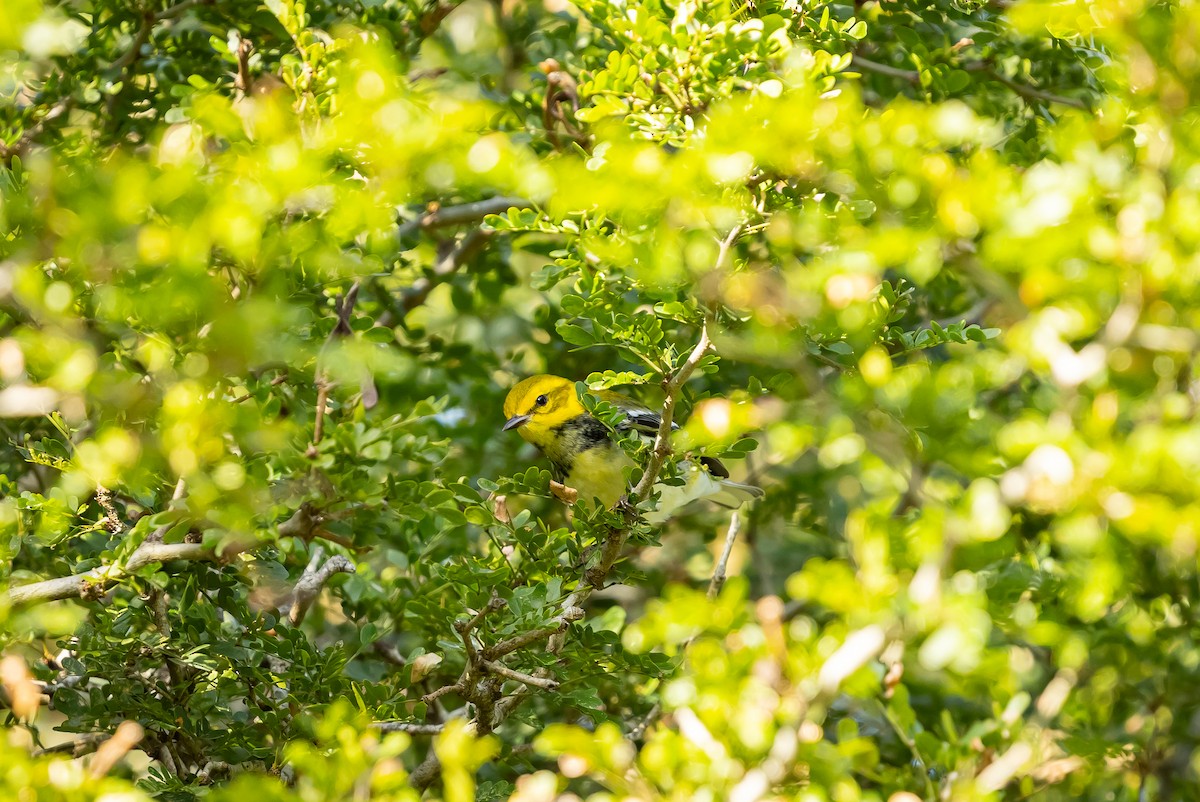 Black-throated Green Warbler - ML629187738