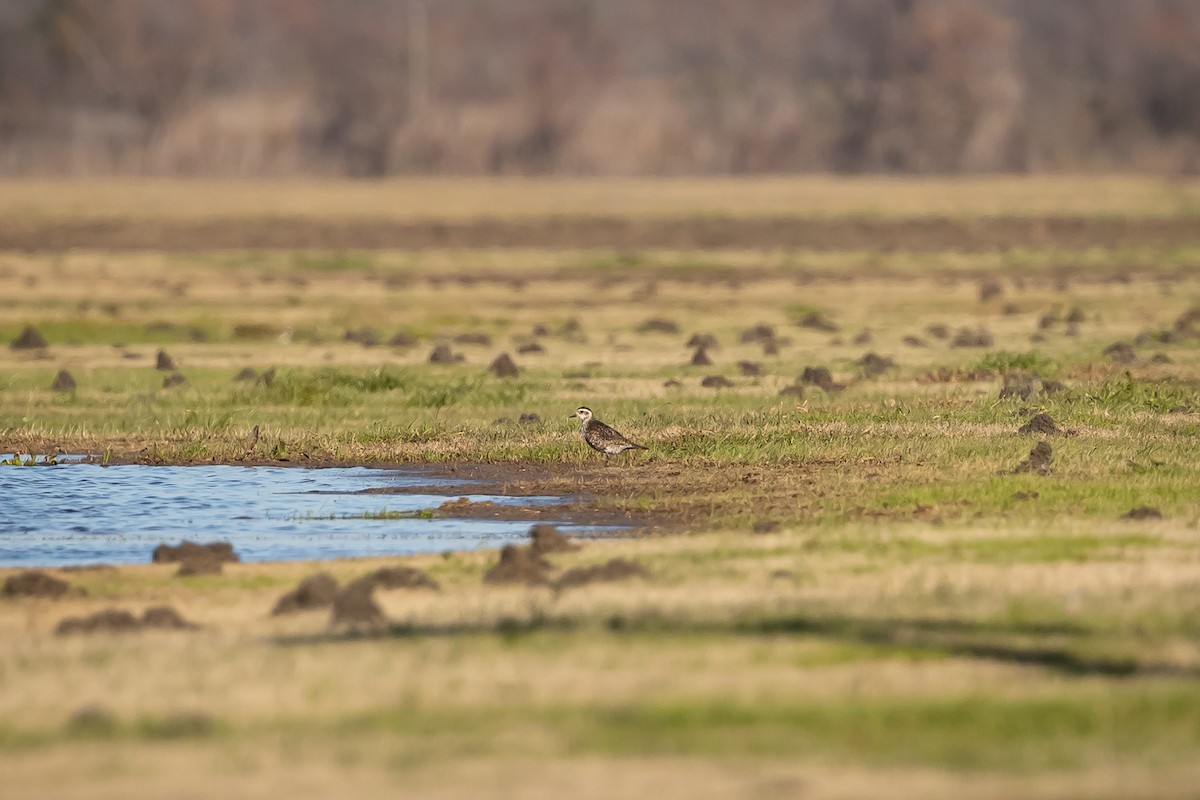 American Golden-Plover - ML629187766