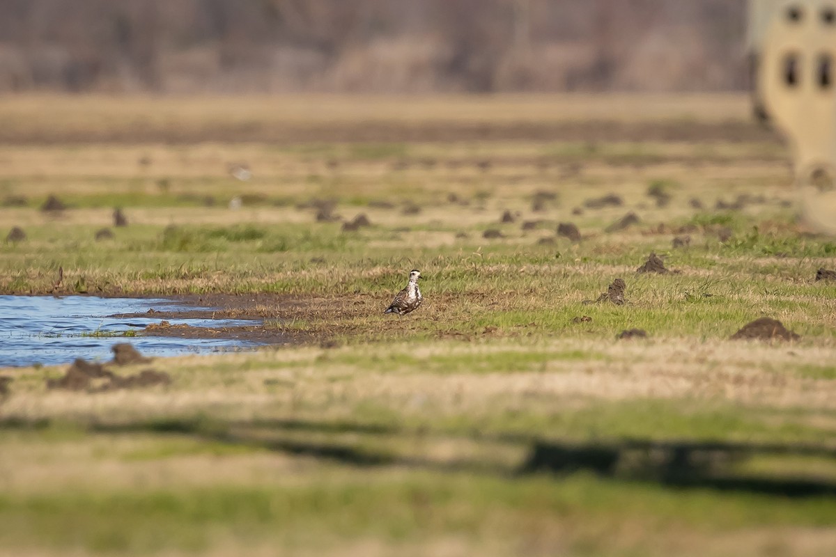 American Golden-Plover - ML629187767