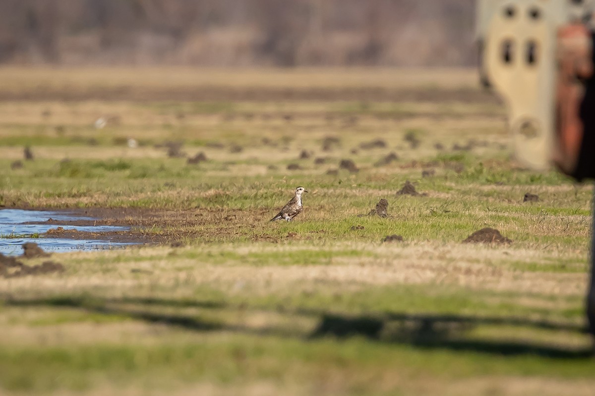 American Golden-Plover - ML629187768