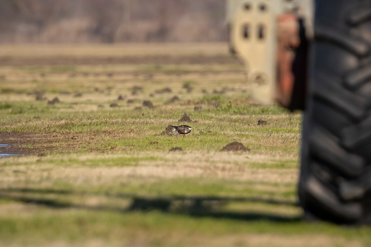 American Golden-Plover - ML629187769