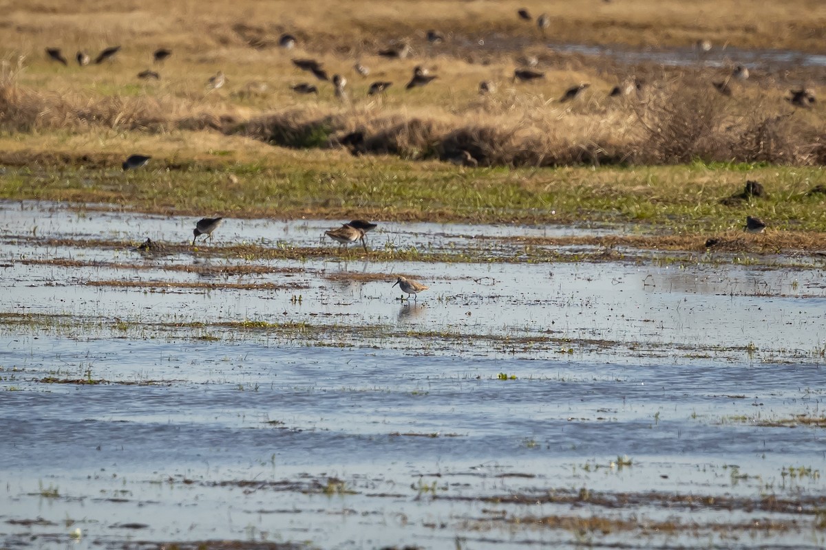 Dunlin - ML629187780