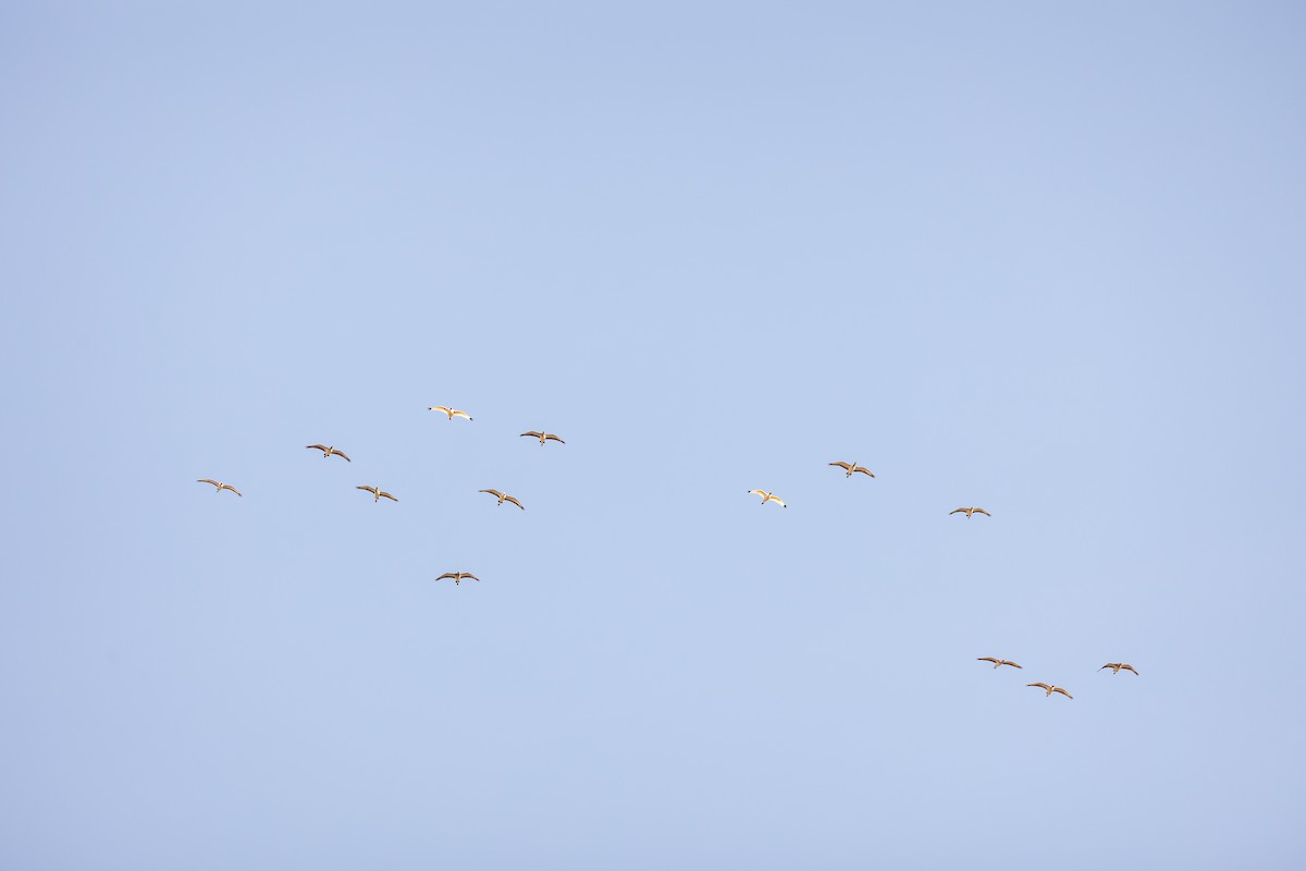 White Ibis - ML629187783