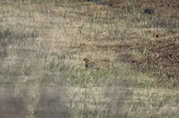 Chestnut-collared Longspur - ML629187800