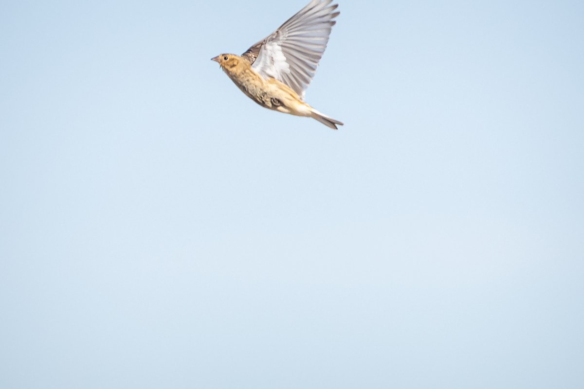 Chestnut-collared Longspur - ML629187801