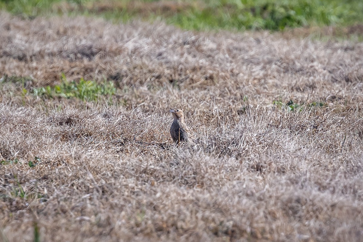 Chestnut-collared Longspur - ML629187802