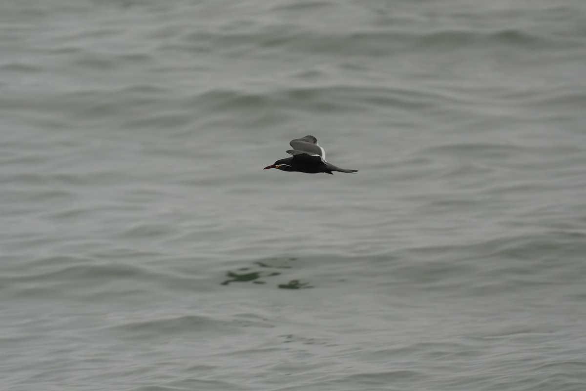 Inca Tern - ML629187815