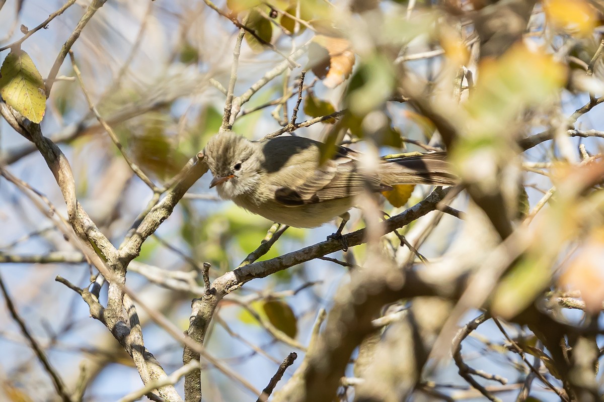 Northern Beardless-Tyrannulet - ML629187839
