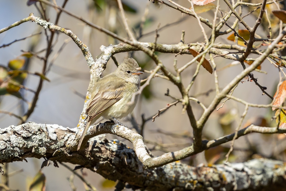 Northern Beardless-Tyrannulet - ML629187840