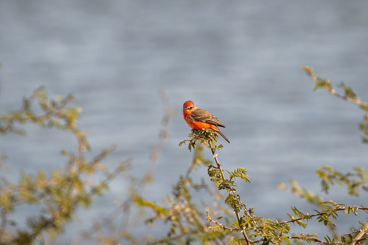 Vermilion Flycatcher - ML629187842