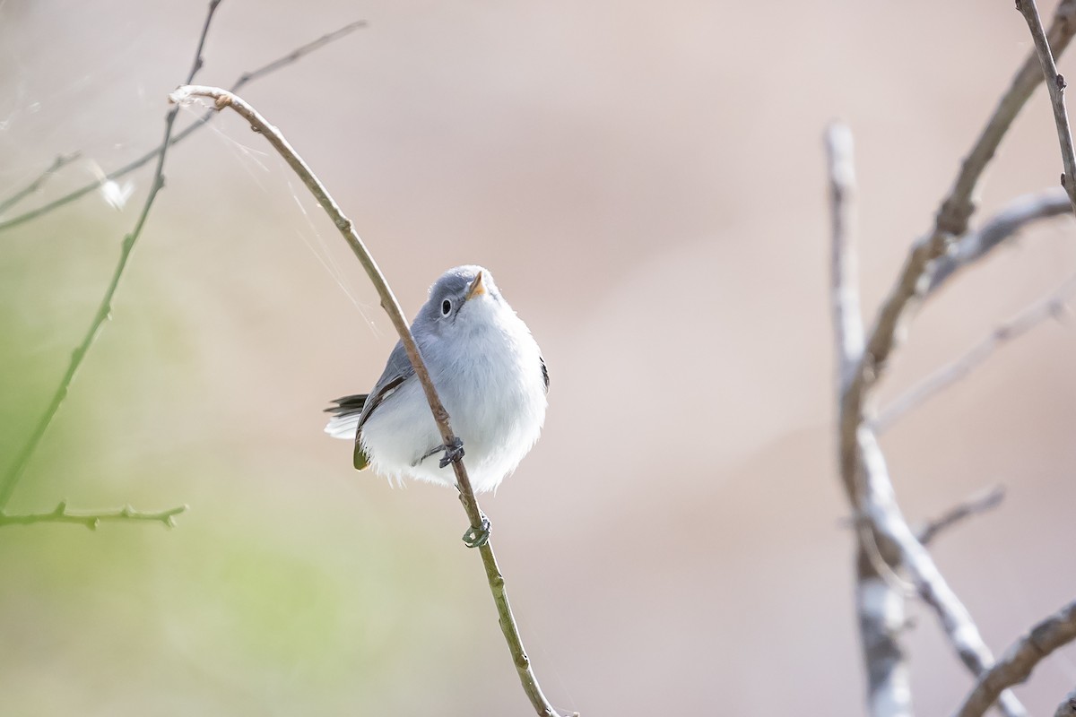 Blue-gray Gnatcatcher - ML629187844