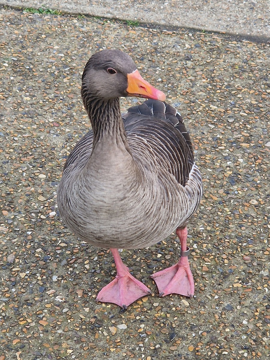 Graylag Goose (European) - ML629187874