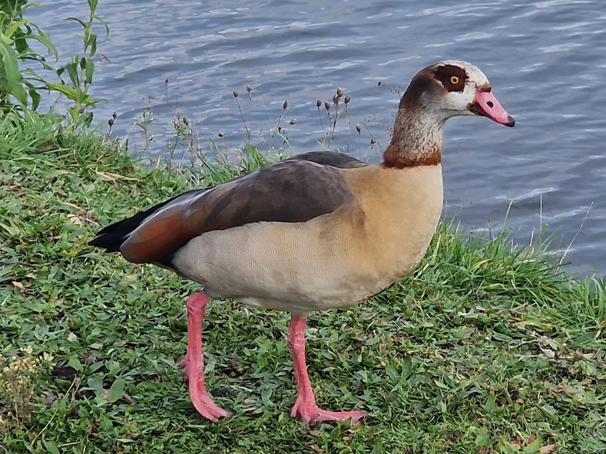 Egyptian Goose - ML629187926