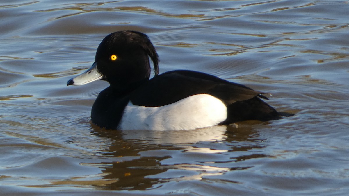 鳳頭潛鴨 - ML629187984