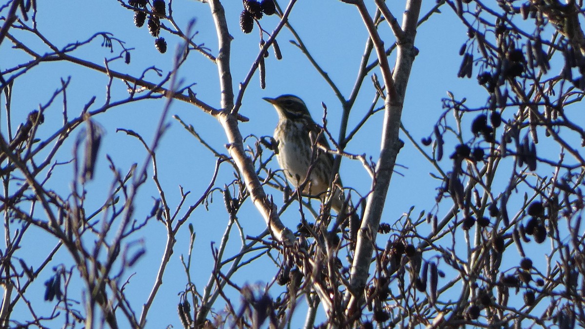 Redwing - ML629187994