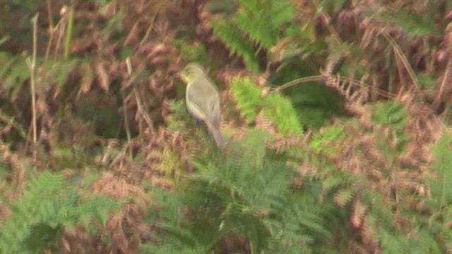 Melodious Warbler - ML629188036