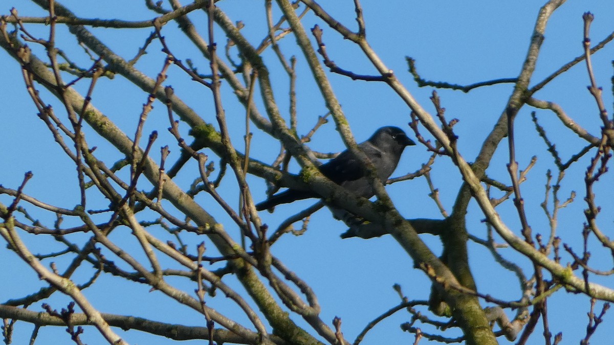 Eurasian Jackdaw - ML629188188